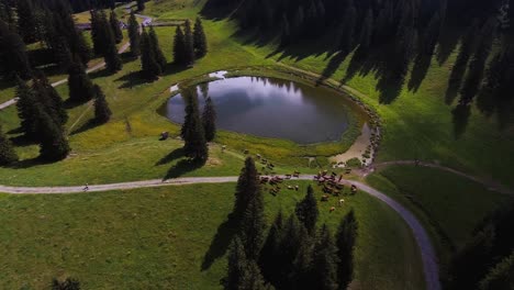 vuelo sobre un pequeño lago y un rebaño de vacas en la montaña