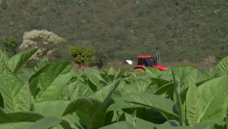 Tabakfeld-Und-Roter-Traktor