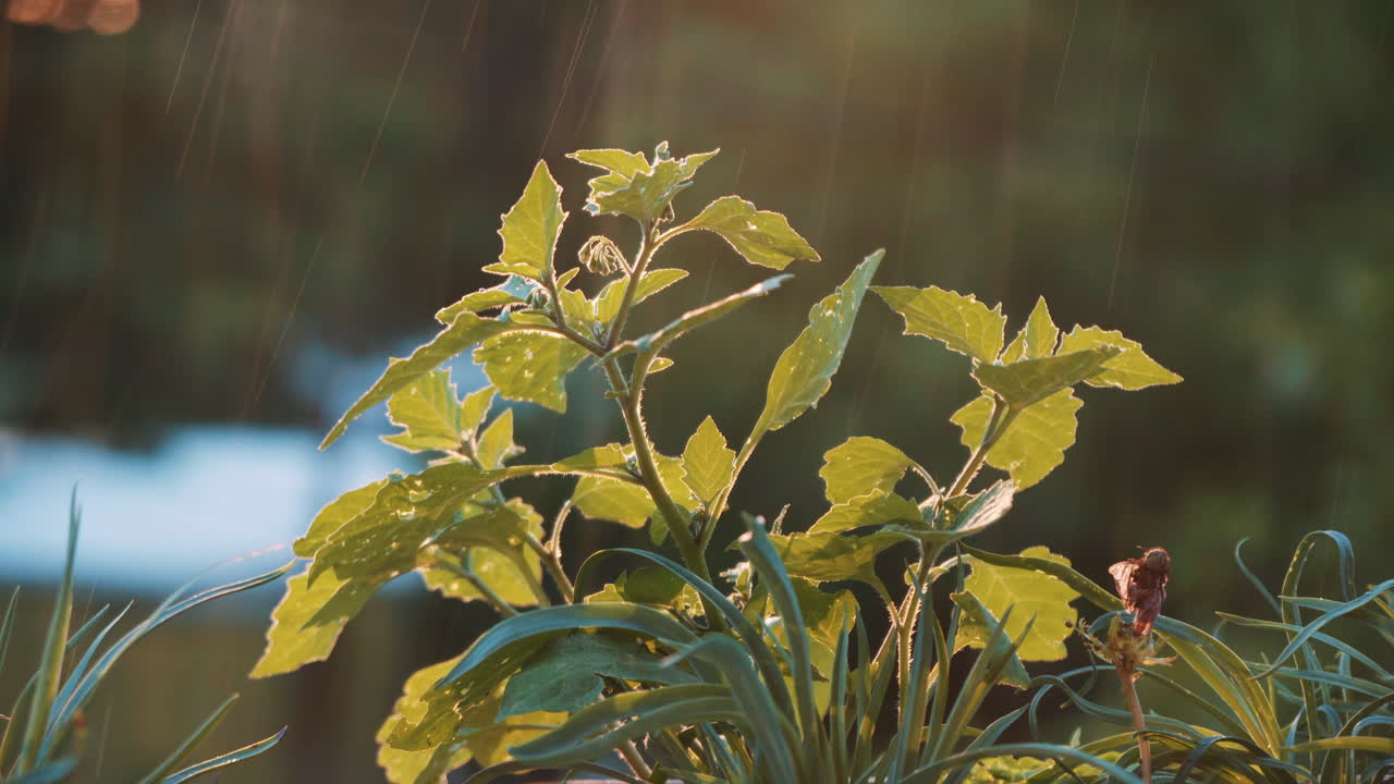 una planta de jardín iluminada por el sol poniente