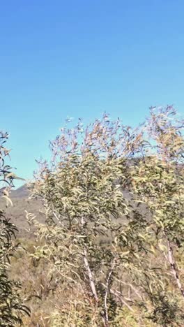 árboles de eucalipto moviéndose en una fuerte brisa