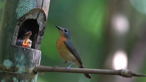 a mother worm flycatcher is feeding her two chicks in the nest