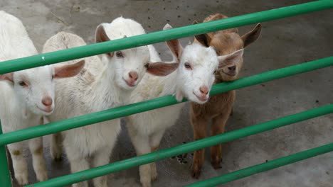 sheeps in a farm