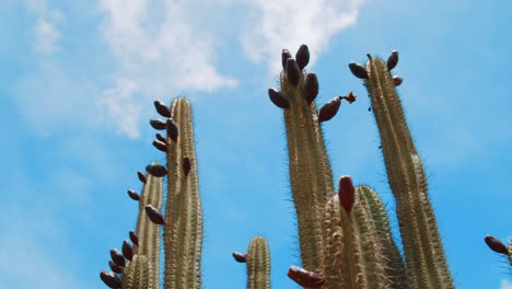 kadushi o cactus de vela que cultivan fruta en curacao, caribe, vista de ángulo bajo