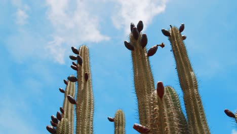 kadushi or candle cactus growing fruit in curacao, caribbean, low angle view