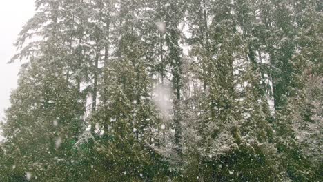 Bäume-Im-Winter-Mit-Schnee-Bedeckt