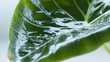 Großes-Grünes-Blatt,-Das-Strömende-Wassertropfen-Empfängt