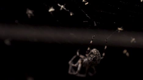 numerosos insectos quedan atrapados en la telaraña, incluido un mosquito, y se ve una gran araña orbe bajando por la telaraña
