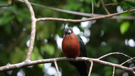 Ein-Kastanienbrüstiger-Malkoha-Vogel-Schaut-Nach-Rechts,-Während-Er-Auf-Einem-Ast-Sitzt