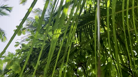 hipnotizantes tomas de cerca en cámara lenta de las islas maldivas palmeras vibrantes y exuberante vegetación experimente las mejores vacaciones de relajación en las maldivas