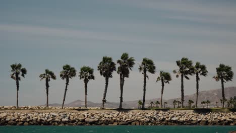 Palmeras-Junto-A-La-Playa-En-La-Ciudad-Turística-De-Cabo-San-Lucas-En-Baja-California-Sur,-México.