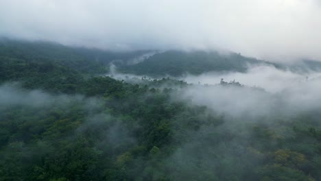 aerial view of foggy forest in the mountain