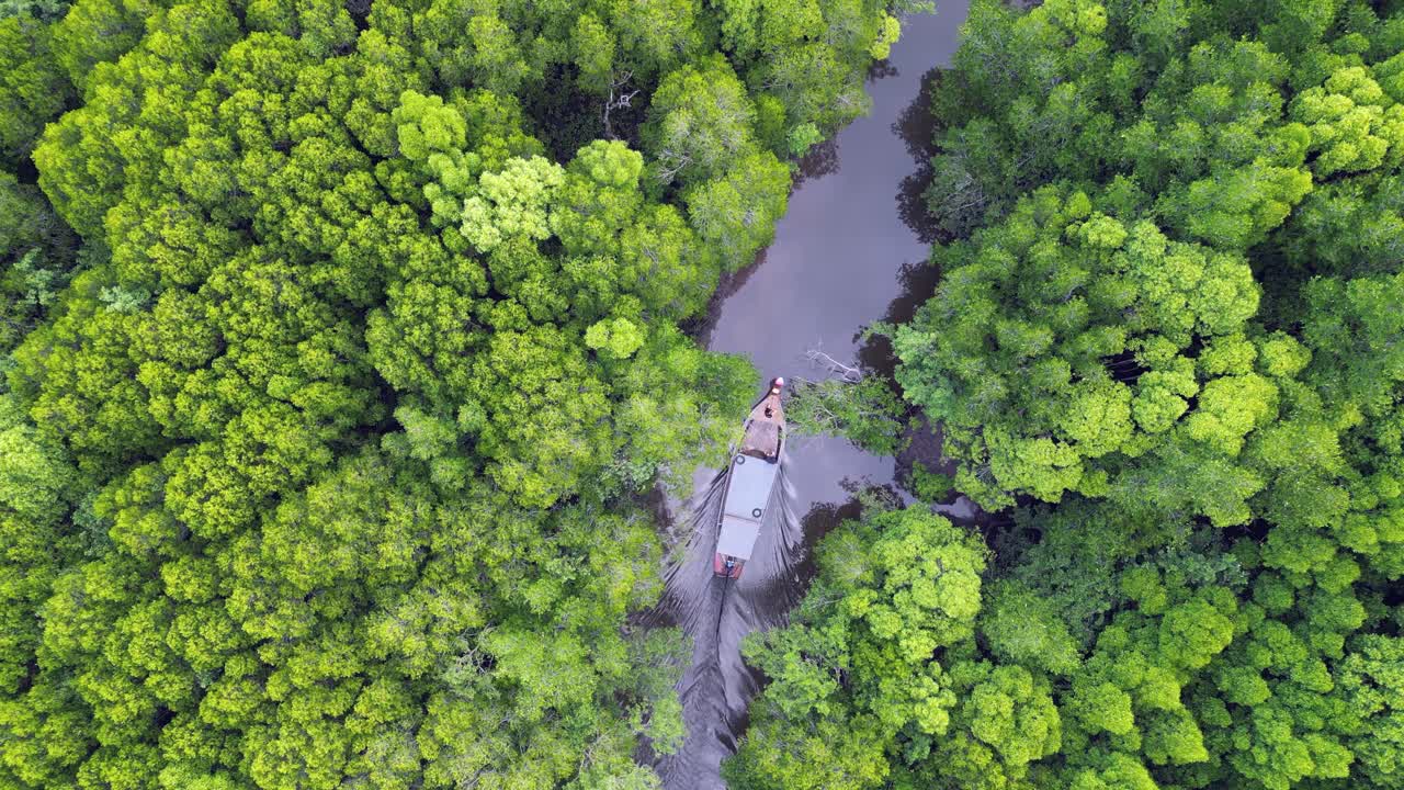 Long-tail tour boat motors on quiet lush green mangrove river, Thailand