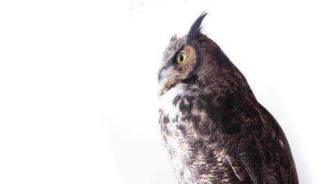 Great-horned-owl-on-white-background---amazing-bird-of-prey