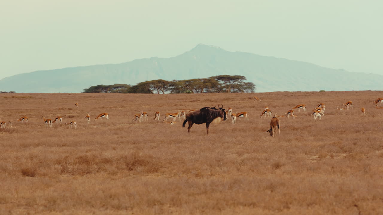 African Savanna Landscape with Wildebeest and Gazelles