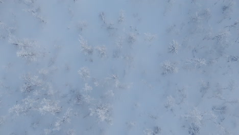top down drone shot flying over the frozen landscape with frozen snowy trees underneath in norway log