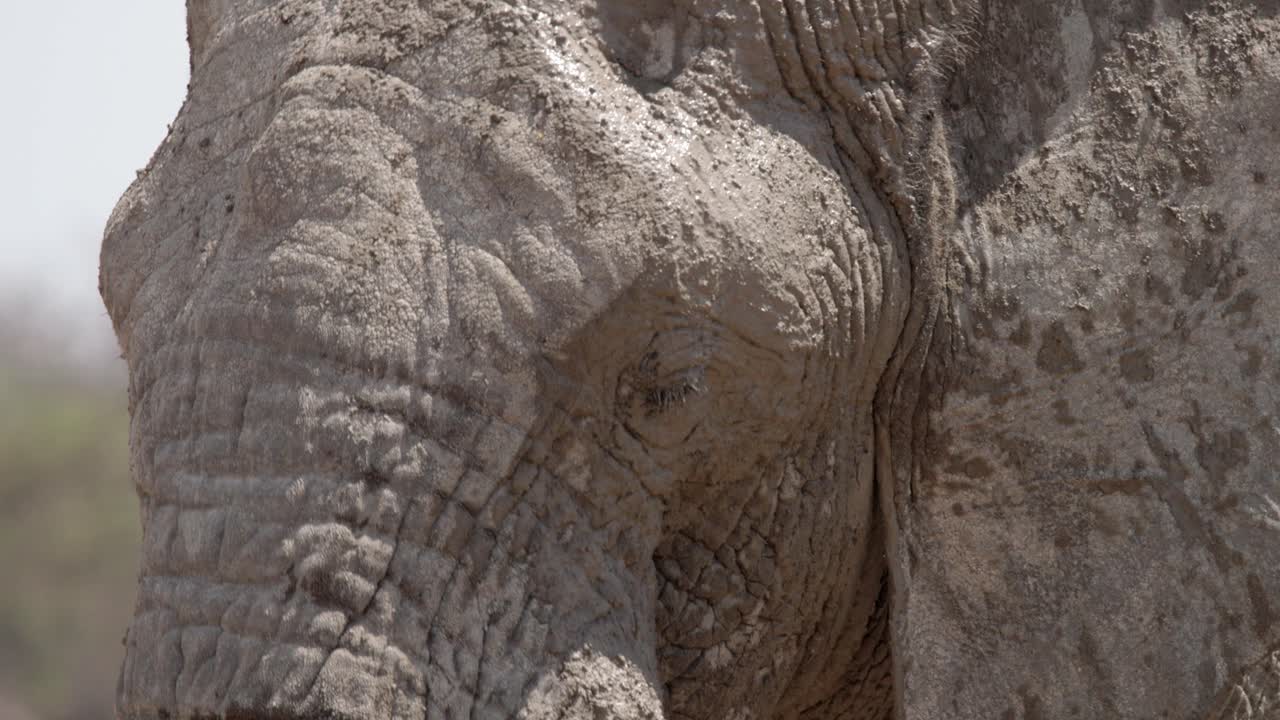 Close-up portrait of a bull elephant in Etosha National Park, Namibia, showcasing its mud-crusted face after a fresh mud bath. Detailed skin texture, authentic African wildlife behavior