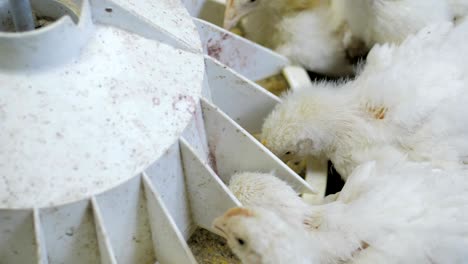 white broiler chicken at the poultry farm