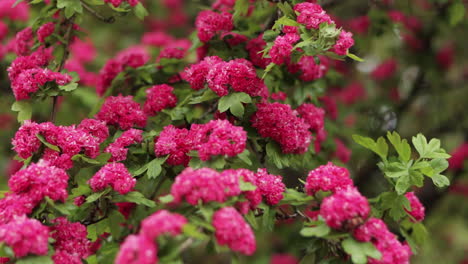 primer plano estático de un árbol en flor con flores rosas vibrantes