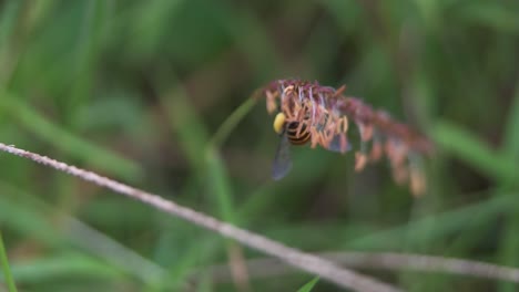 Insecto-En-Una-Flor-De-Cerca