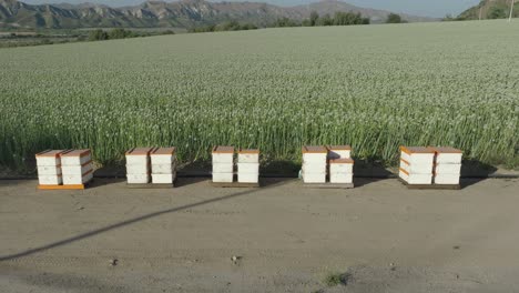 wide move in on beehives set against a green onion field on a sunny day