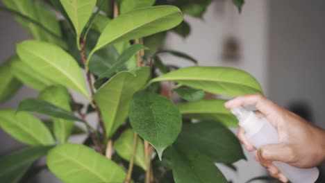 anonymous man spraying green plant on street