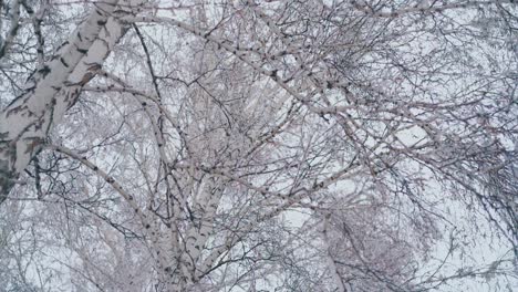 birch-grove-with-long-branches-and-snow-on-early-spring-day