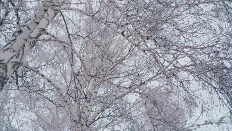 birch grove with long branches and snow on early spring day