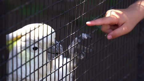 beautiful sulphur-crested cockatoo, cacatua galerita with yellow crest cling on to the cage with a child extending its hand to touch its feet in wildlife sanctuary, close up shot