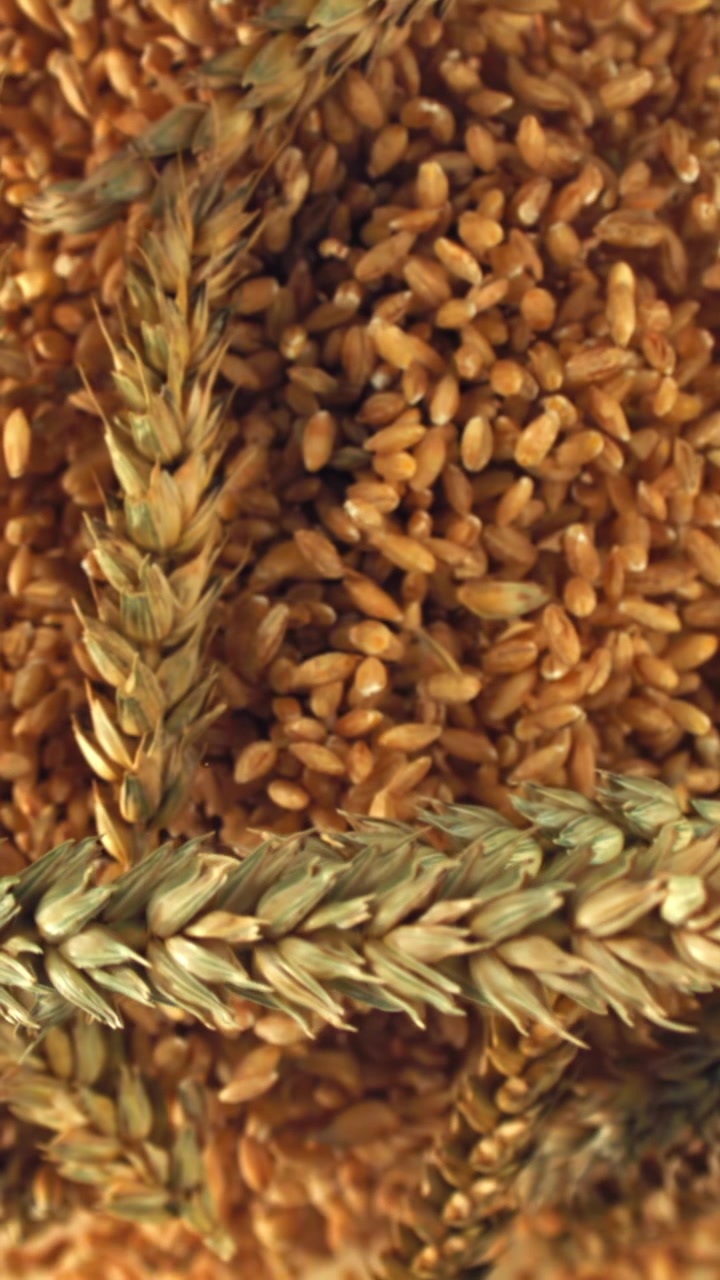 Video Verticale in Primo Piano di Grani e Spighe di Grano Dorato che Ruotano