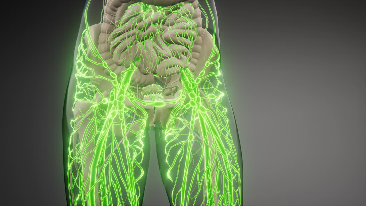 vasos sanguíneos del cuerpo humano