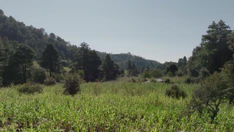 Hohe-Maisfelder-Rund-Um-Das-Bauernhaus-In-Wäldern-In-Der-Nähe-Von-Puebla,-Mexiko