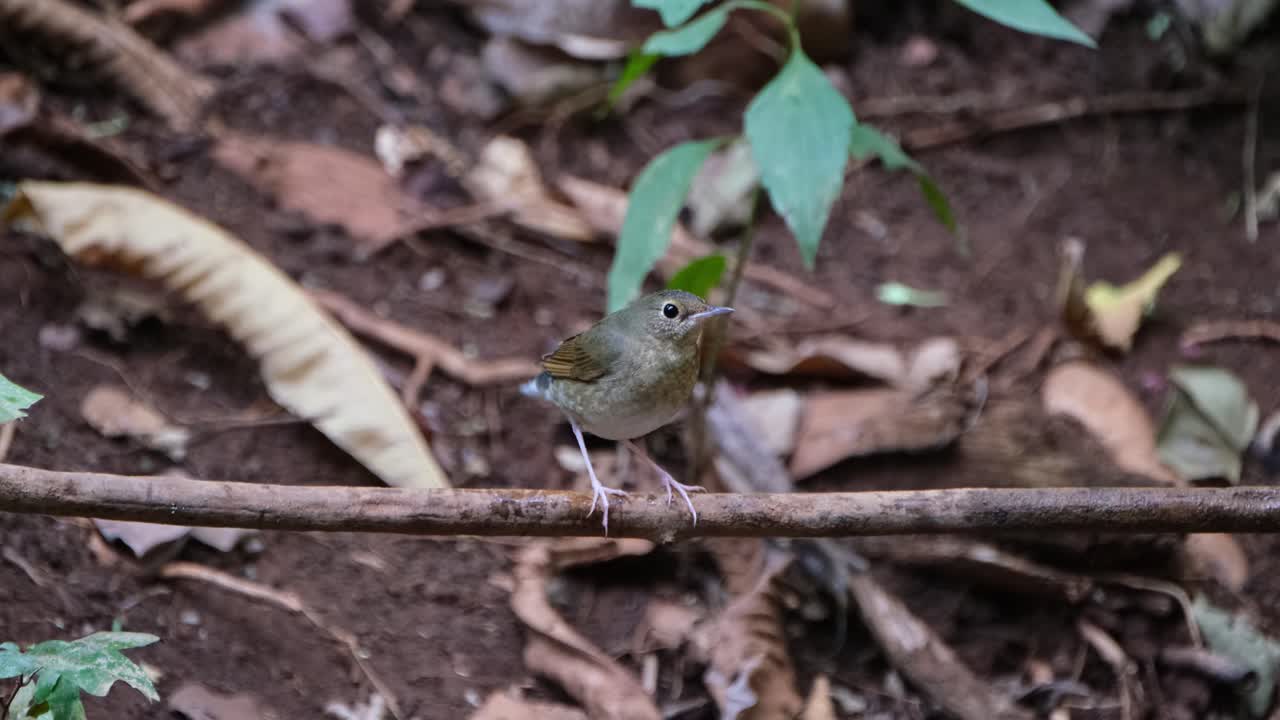 moviendo rápidamente su cola mientras está en una rama recta mirando hacia la derecha, robin azul siberiano larvivora cyane, tailandia