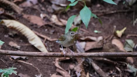 Rapidly-wagging-it's-tail-while-on-a-straight-branch-facing-to-the-right,-Siberian-Blue-Robin-Larvivora-cyane,-Thailand