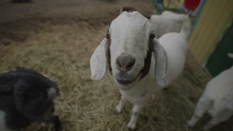 cute boer goat breed looking at camera in a farm backyard in coaticook, quebec, canada - closeup, slow motion