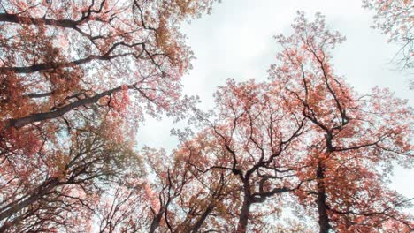 A-beautiful-autumn-view-from-the-Hvezda-park-in-Prague