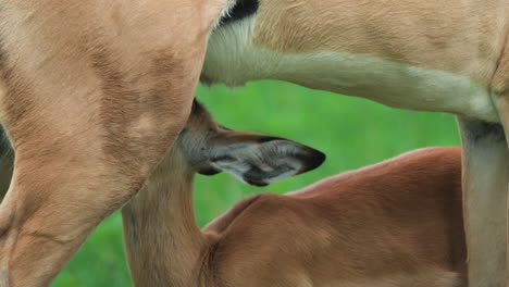 impala ewe with calf - hungry calf suckling milk to its mother