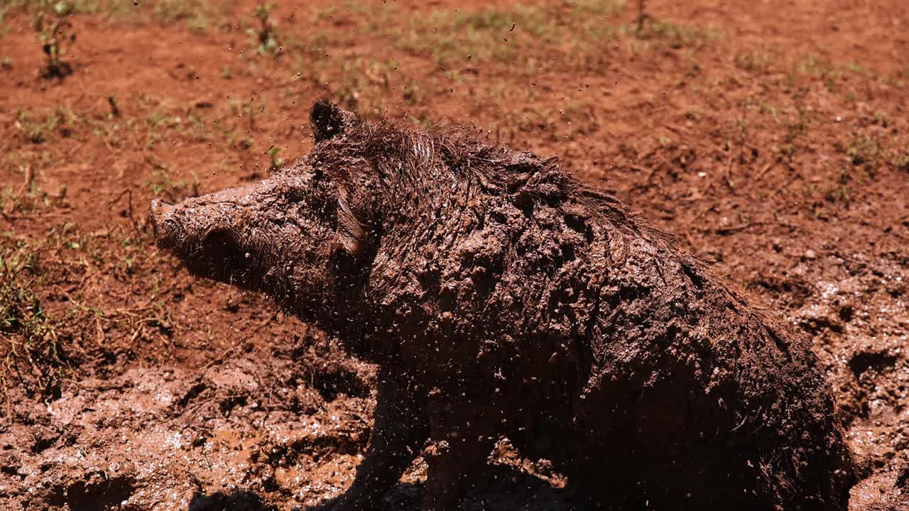 un cerdo cubierto de barro caminando en un campo