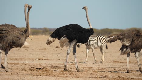 slow motion, group of ostriches walking with muddy feet