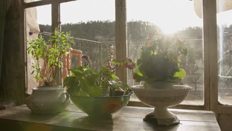 potted plants on windowsill with sunlight