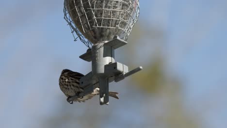 pine siskin birds eating seeds from bird feeder