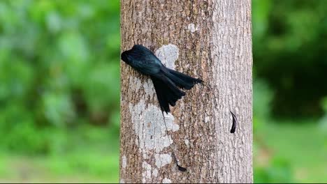 el drongo cola de raqueta mayor es conocido por su cola que parece una raqueta