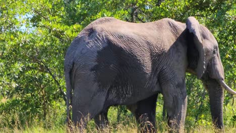 African-Savanna-Elephant-Walking-Slowly-off-the-Screen-and-Taking-Green-Grass-to-his-Mouth-With-his-Trunk