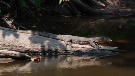 monitor de agua asiático, varanus salvator, parque nacional khao yai, tailandia