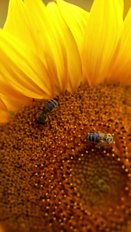 two bees collecting nectar on the yellow seed flower. honey insects working hard on the sunflower close up. blurred backdrop. vertical video