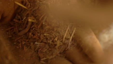 primer plano de polvo de raíz de loco que se deja caer en una mano, remedio herbal orgánico en pakistán