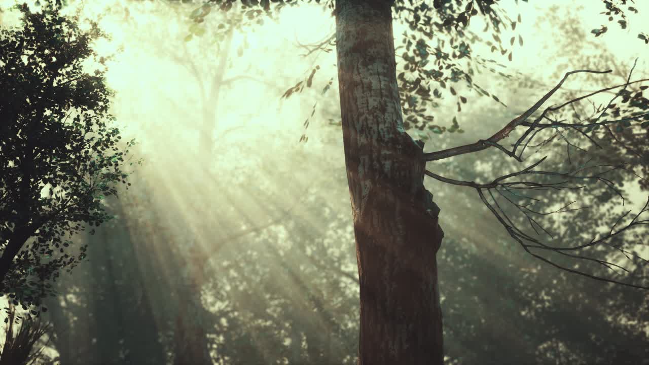 밝은 달빛으로 높은 곳에 있는 앞쪽