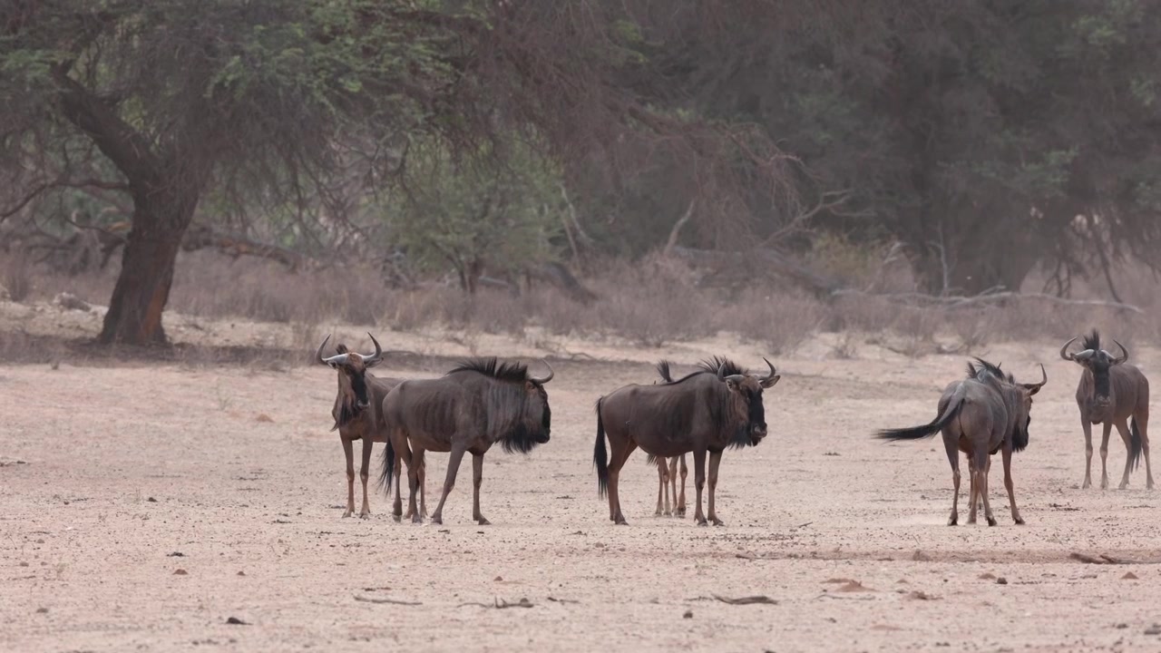 A herd of Blue Wildebeest walks through the intense heat of the day across the arid landscape of Kgalagadi Transfrontier Park, South Africa.