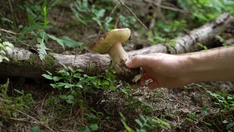 Nahaufnahme-Einer-Hand,-Die-Einen-Schönen-Bio-Steinpilz-Vom-Boden-Im-Wald-Unter-Einem-Ast-Pflückt