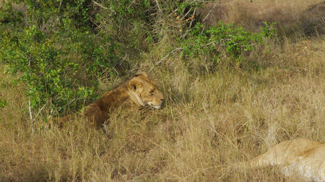Lions resting in Ol Pejeta, Kenya. Handheld shots