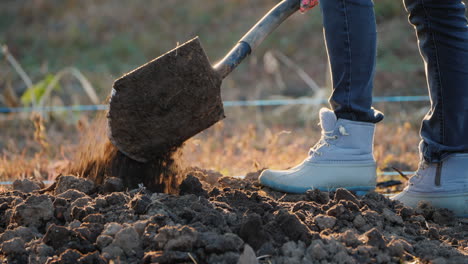 a man digs the ground in his garden preparing the soil for planting trees